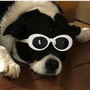 Meet your Posher, Dante